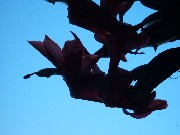 Schlumbergera 2003
